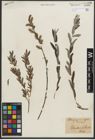 Foto von Salix purpurea L. x Salix repens L.